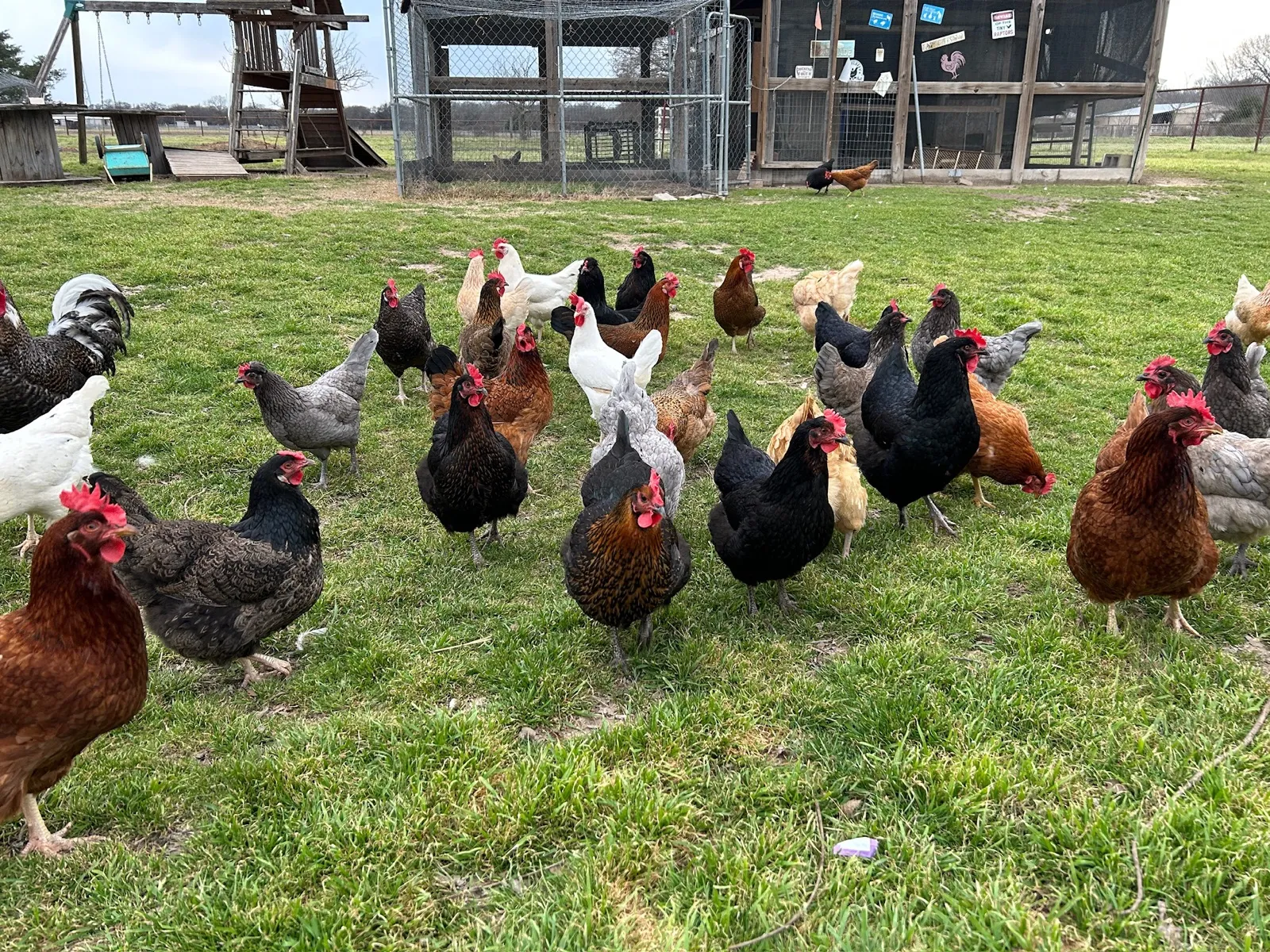 The free-ranging chicken flock at Waggin' Tail Ranch RV Resort, Pilot Point, TX