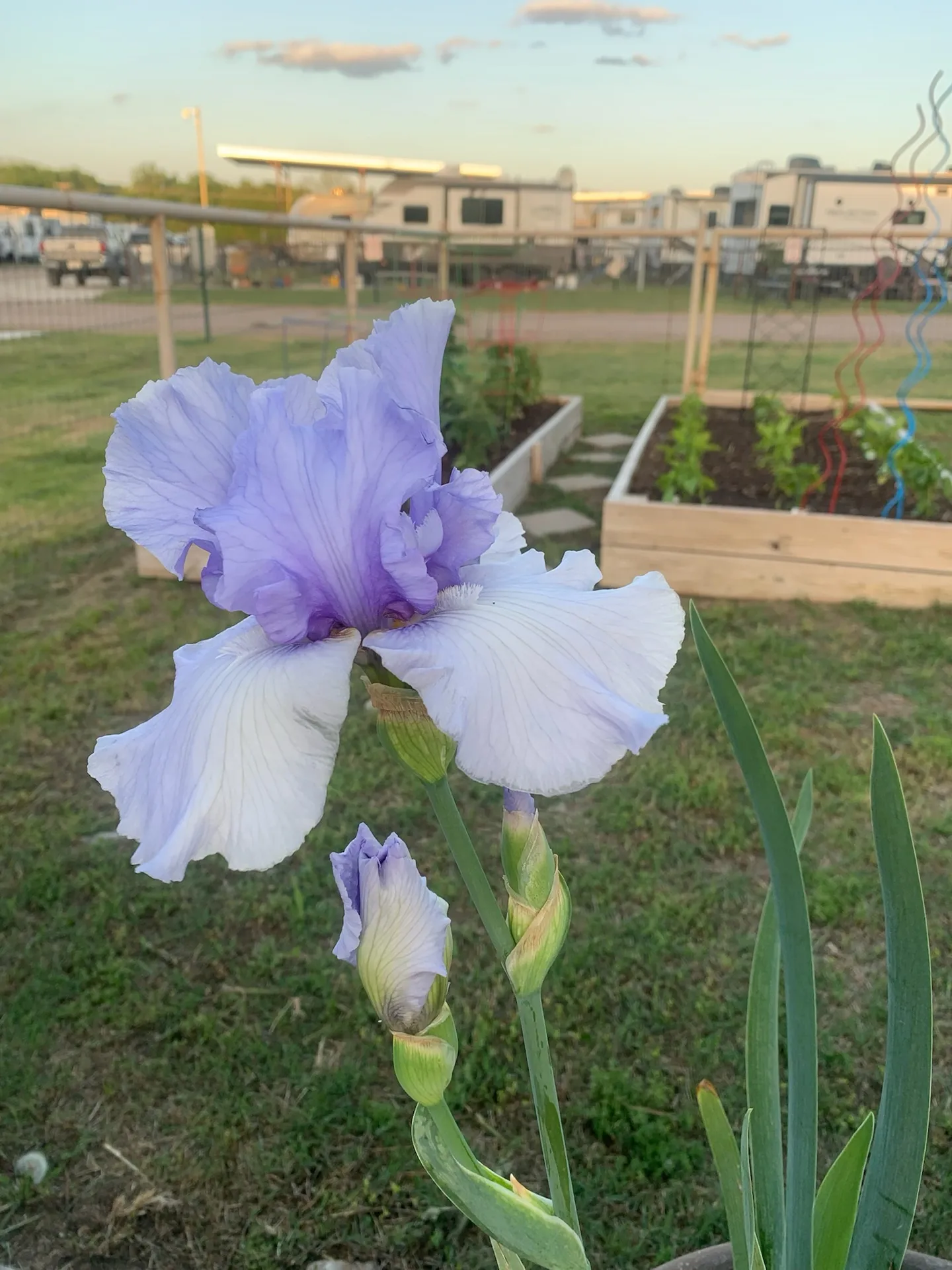 An iris blooming in the community garden · Waggin' Tail Ranch RV Resort, Pilot Point, Texas