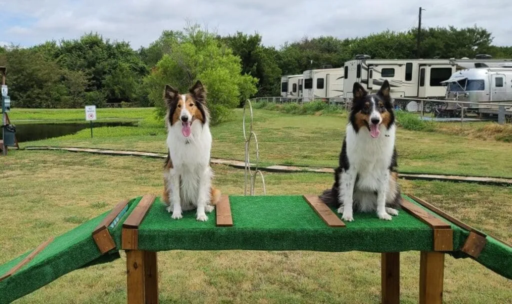 Two collies on the dog agility course at Waggin' Tail Ranch RV Resort in Denton County, TX