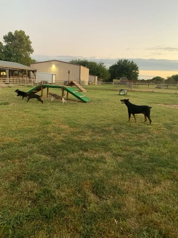 An evening session on the dog agility course at Waggin' Tail Ranch RV Resort in Pilot Point, TX