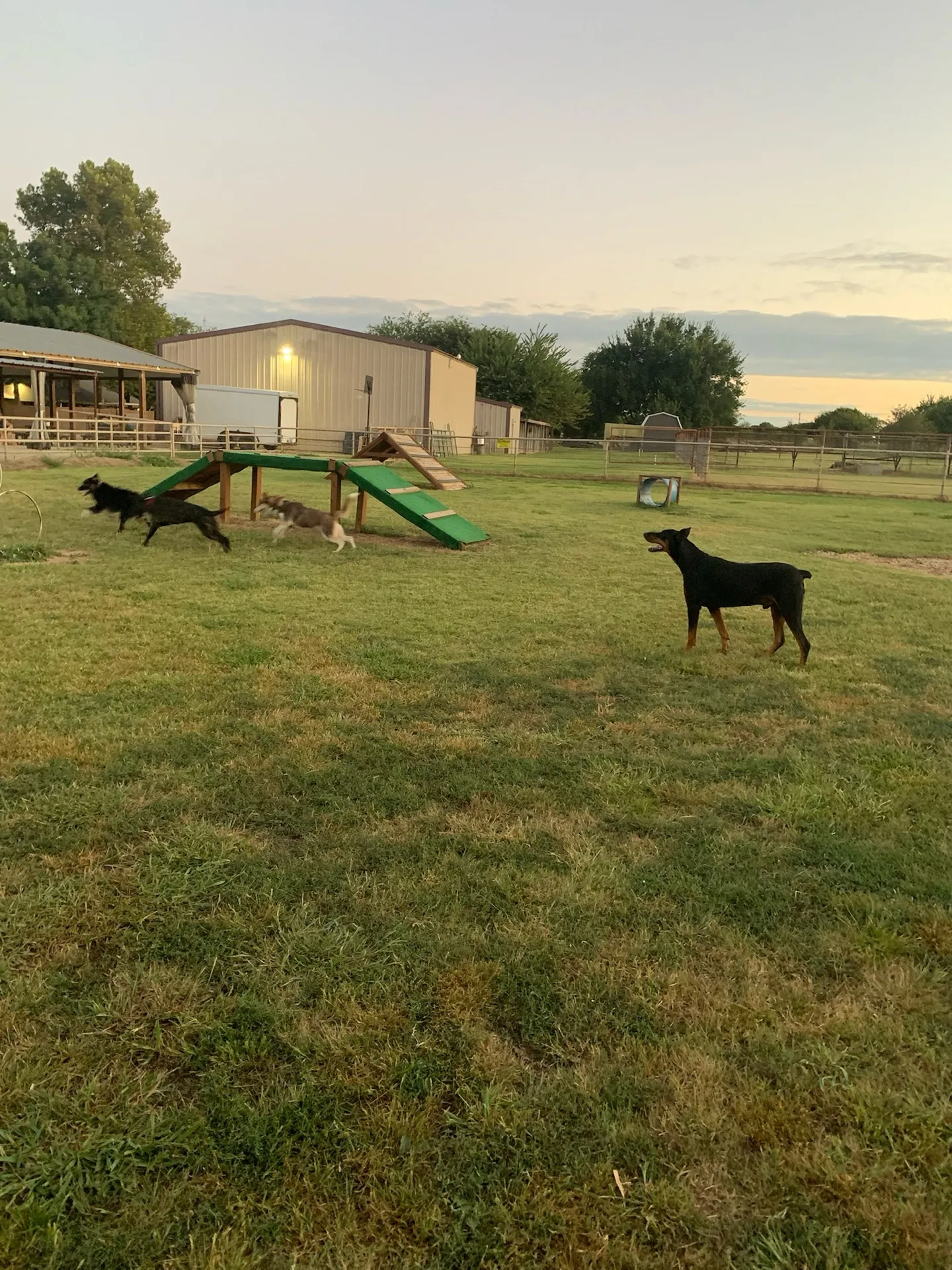 An evening dog agility session at Waggin' Tail Ranch RV Resort in Pilot Point, TX