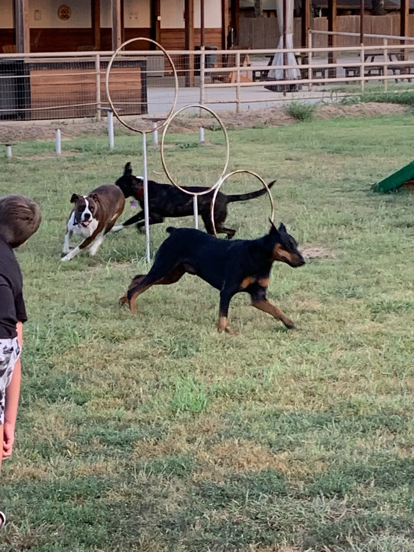 Dogs racing through hoop jumps on the agility course at Waggin' Tail Ranch RV Resort, a pet-friendly RV resort near DFW in Pilot Point, TX