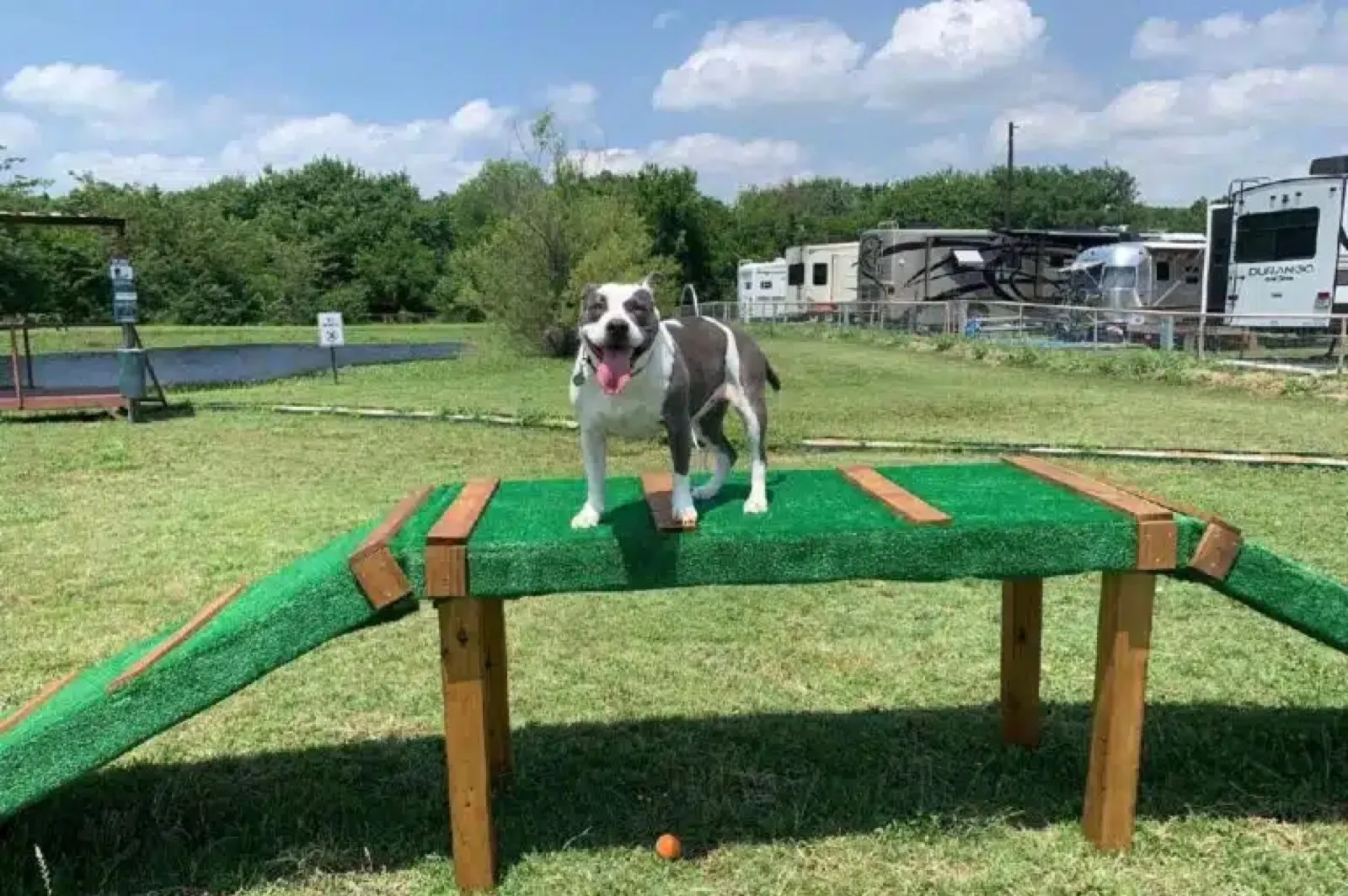A dog clearing a jump on the agility course at Waggin' Tail Ranch RV Resort in North Texas