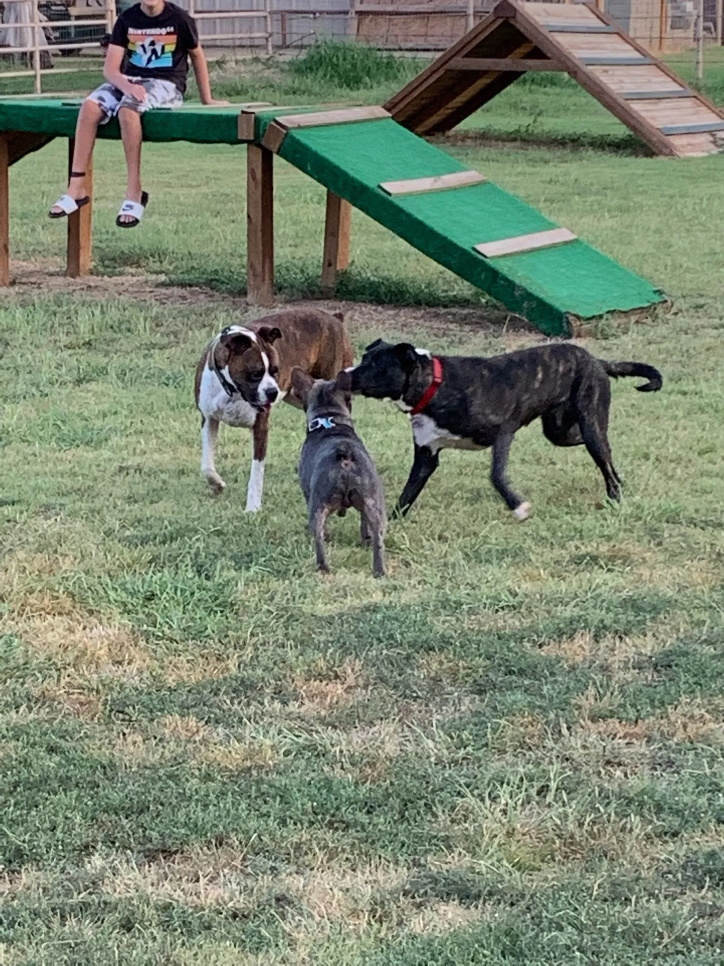 Guests and their dogs socializing at dusk in the fenced dog park at Waggin' Tail Ranch RV Resort in Pilot Point, TX