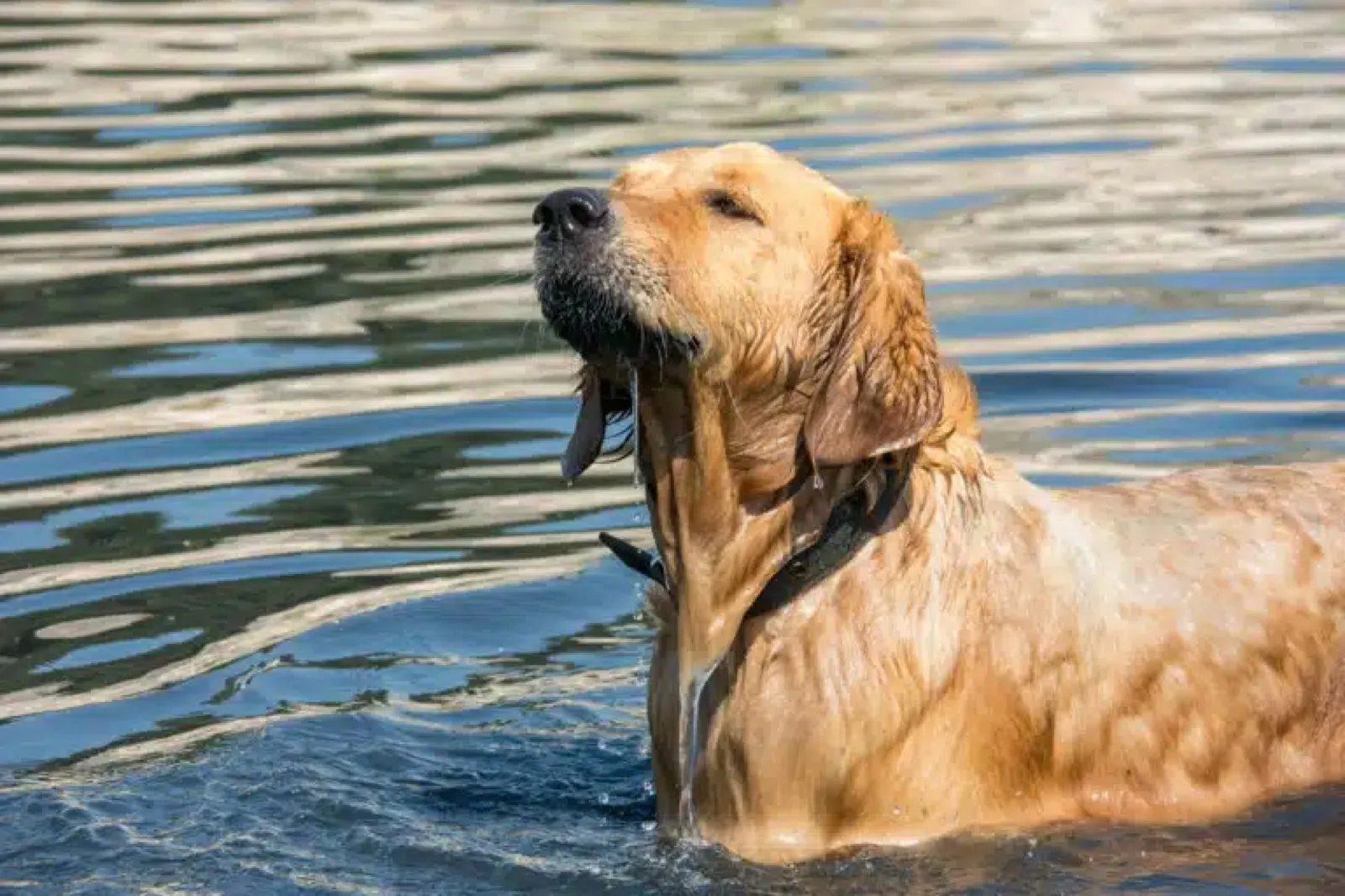 A golden retriever cooling off in the dog swimming pond at Waggin' Tail Ranch RV Resort, Pilot Point, TX
