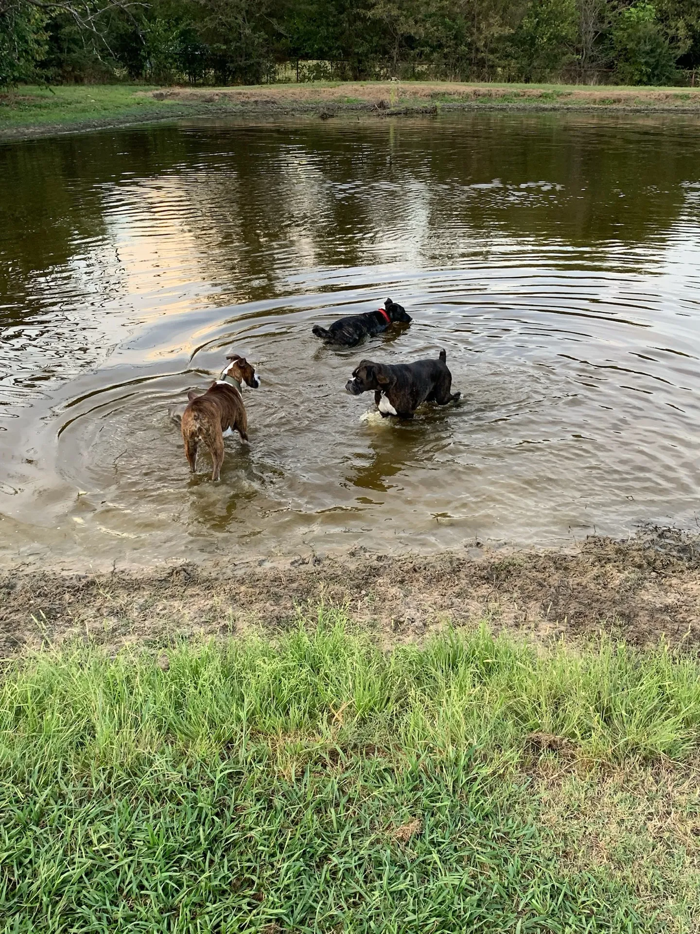 Dogs swimming together in the dog pond at Waggin' Tail Ranch RV Resort near DFW