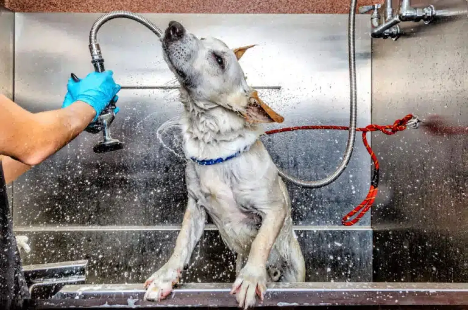 A dog being rinsed off at the dog wash station at Waggin' Tail Ranch RV Resort in North Texas