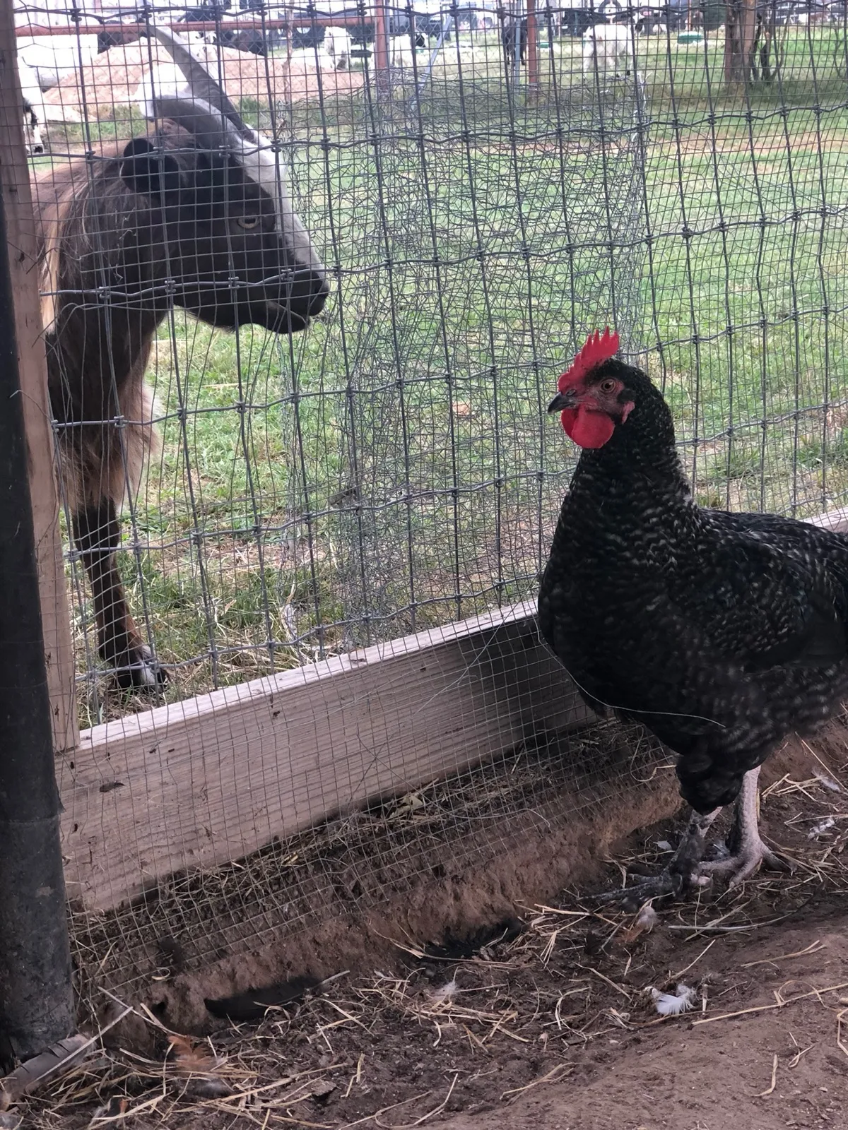 A goat and a rooster at the fence at Waggin' Tail Ranch RV Resort in Pilot Point, TX