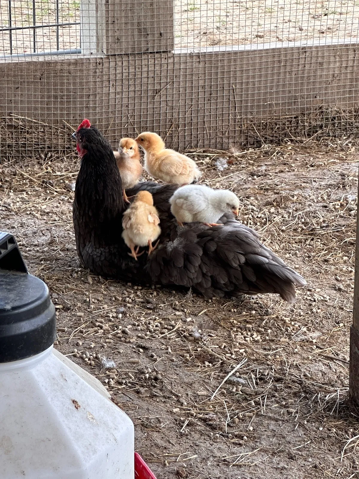 A hen with her chicks riding on her back at Waggin' Tail Ranch RV Resort in Pilot Point, TX