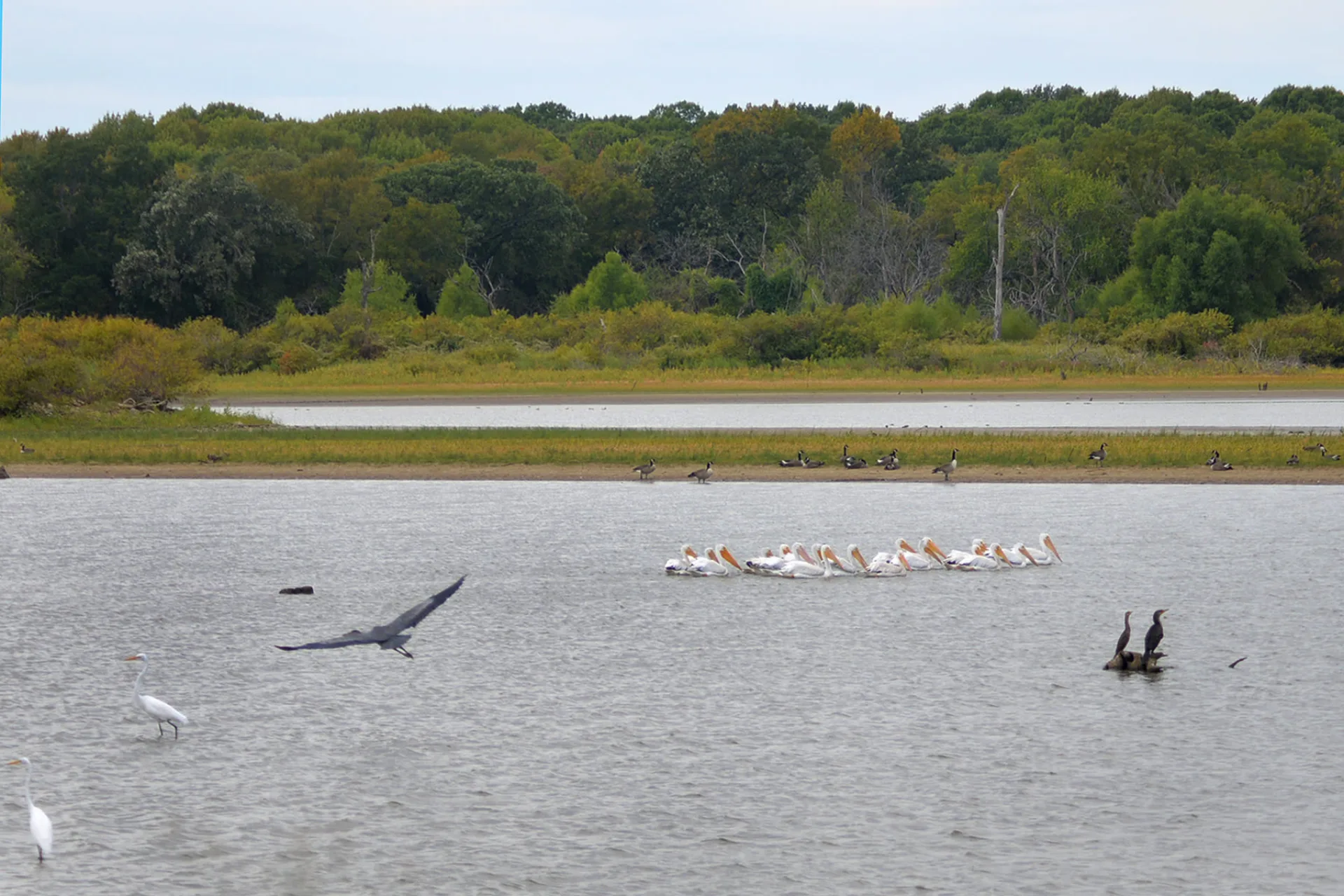 Hagerman National Wildlife Refuge · Birding & Wildlife