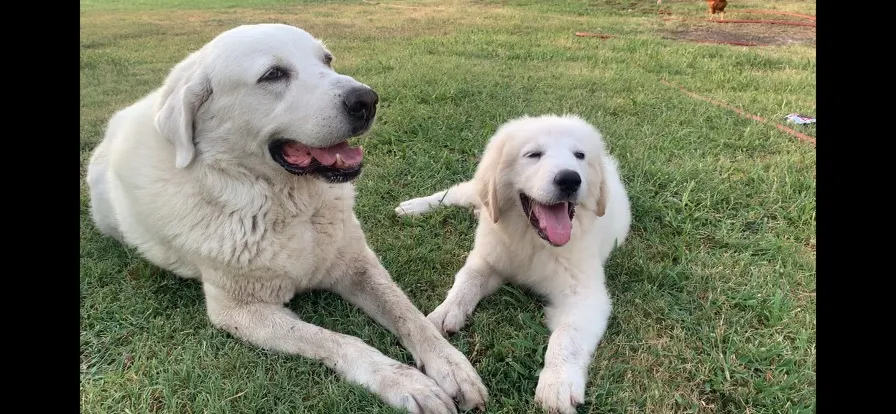 Clarabelle and Annabelle, two guest dogs relaxing at Waggin' Tail Ranch RV Resort in Pilot Point, TX