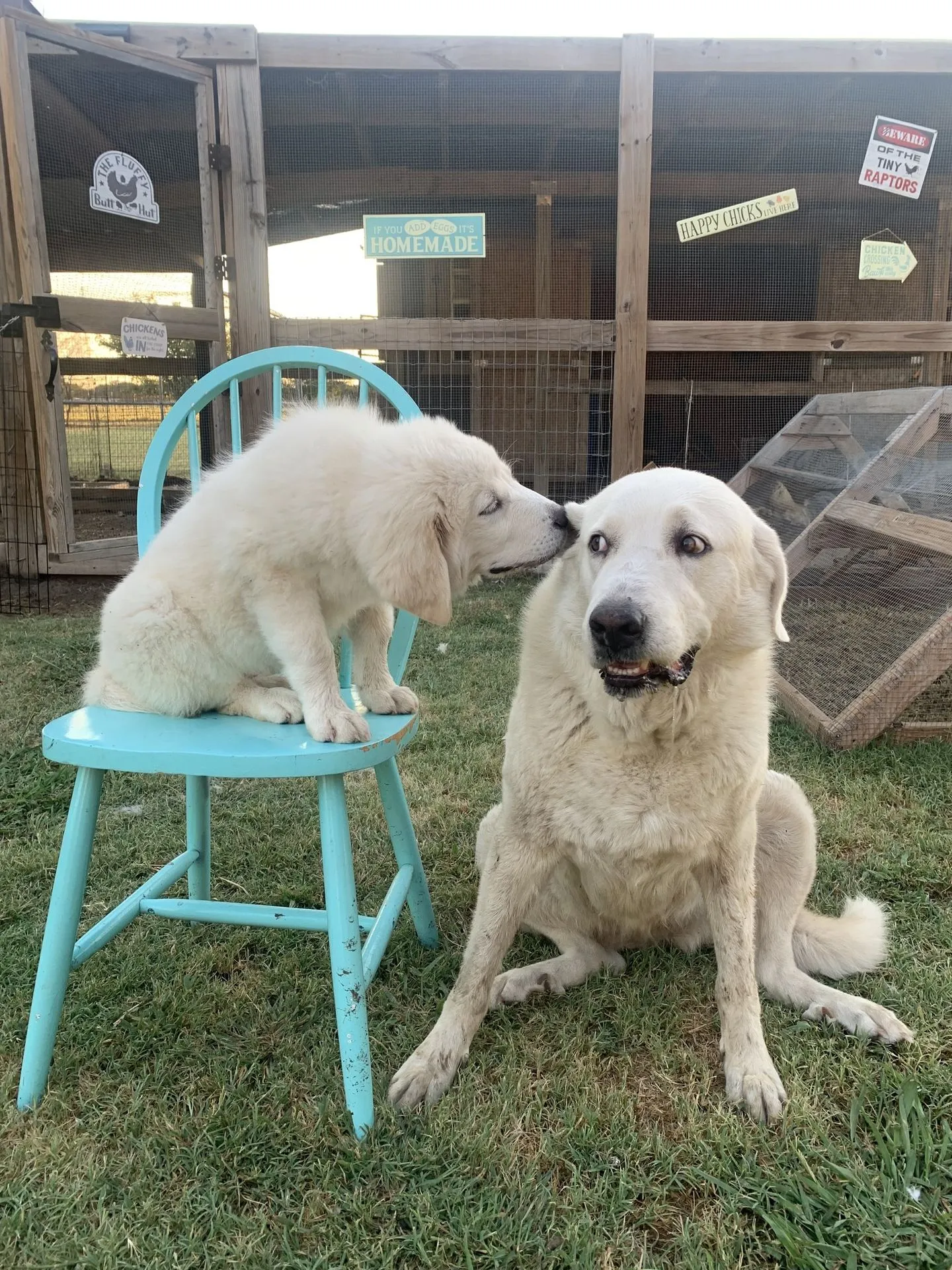 Two Great Pyrenees meeting at the chicken coop at Waggin' Tail Ranch RV Resort in Pilot Point, TX, part of the ranch life kids love
