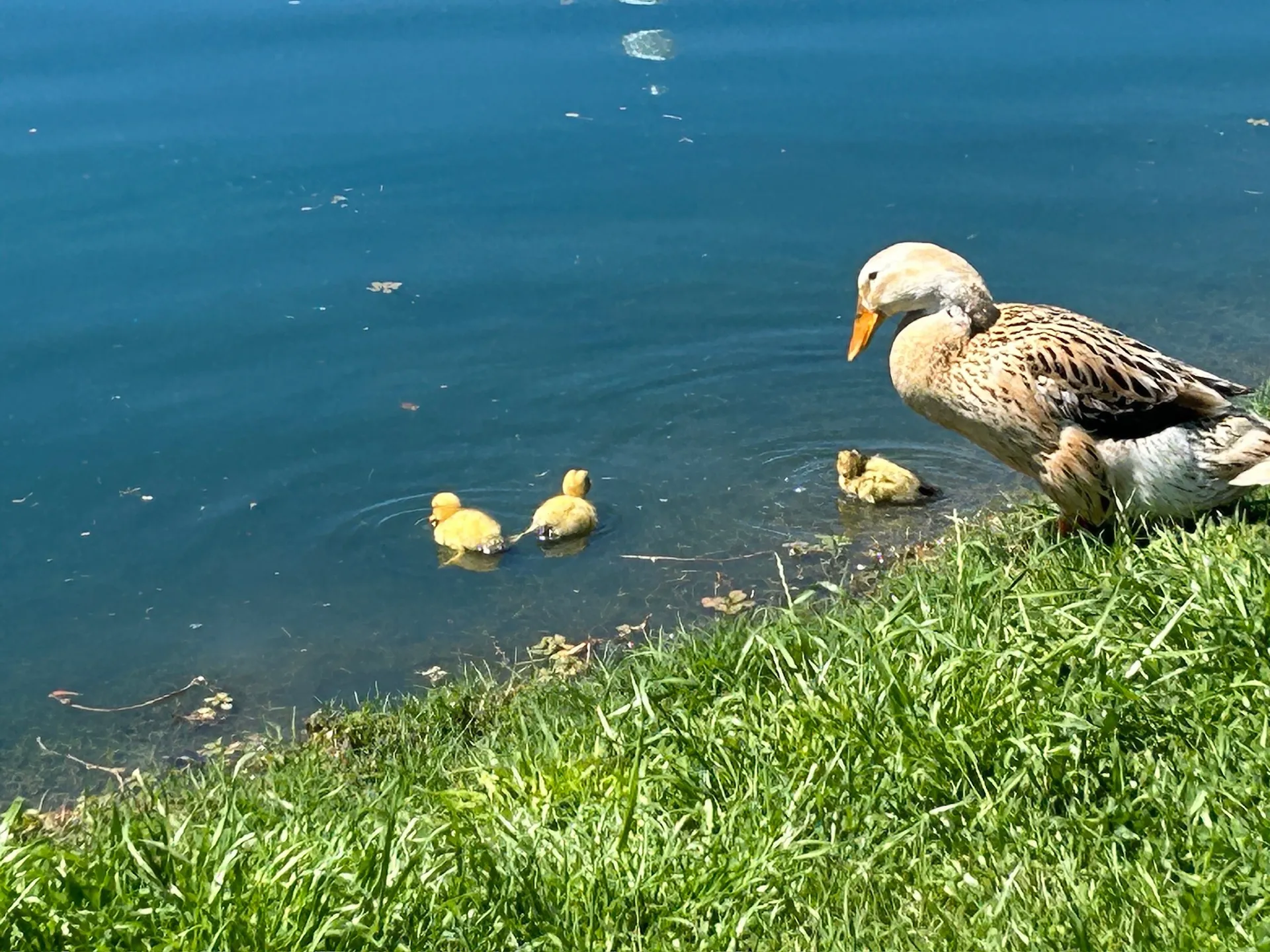 A duck and her ducklings at the pond edge · Waggin' Tail Ranch RV Resort, Pilot Point, Texas
