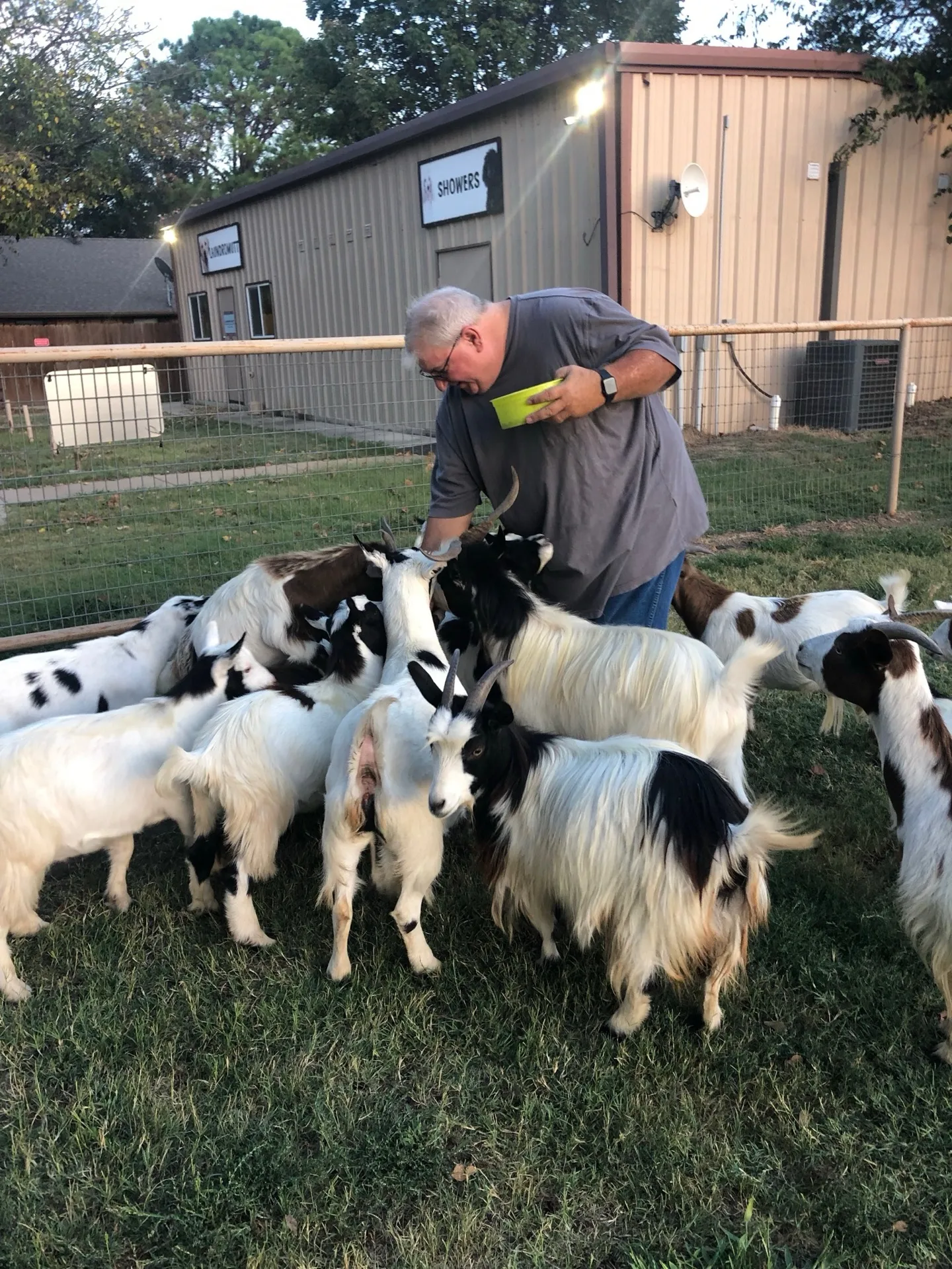 Feeding time for the goat herd · Waggin' Tail Ranch RV Resort, Pilot Point, Texas