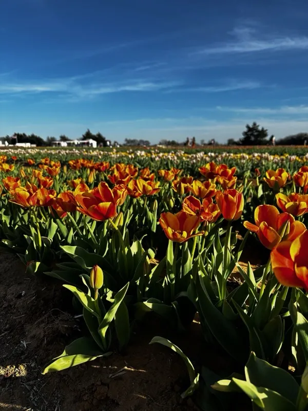 Rows of orange tulips in bloom at Texas Tulips, half a mile from Waggin' Tail Ranch RV Resort