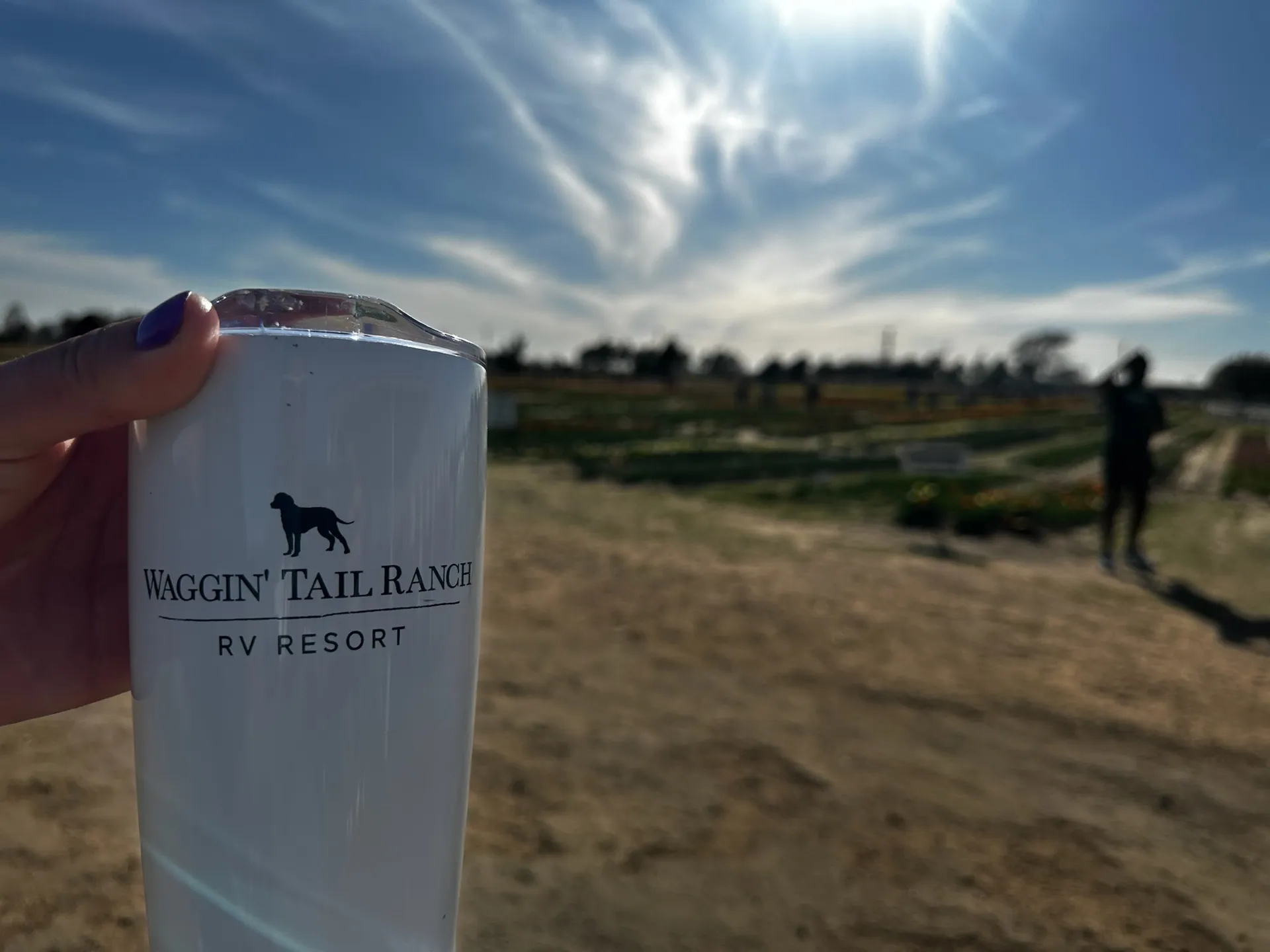 A Waggin' Tail Ranch cup at the Texas Tulips fields half a mile up the road · Waggin' Tail Ranch RV Resort, Pilot Point, Texas