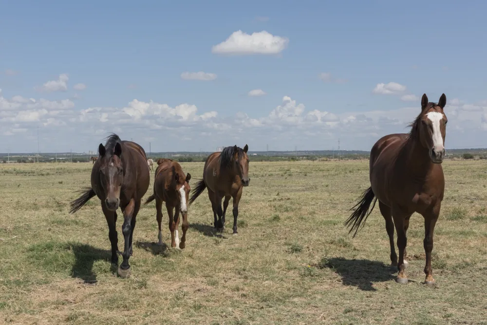Quarter horses on a North Texas ranch