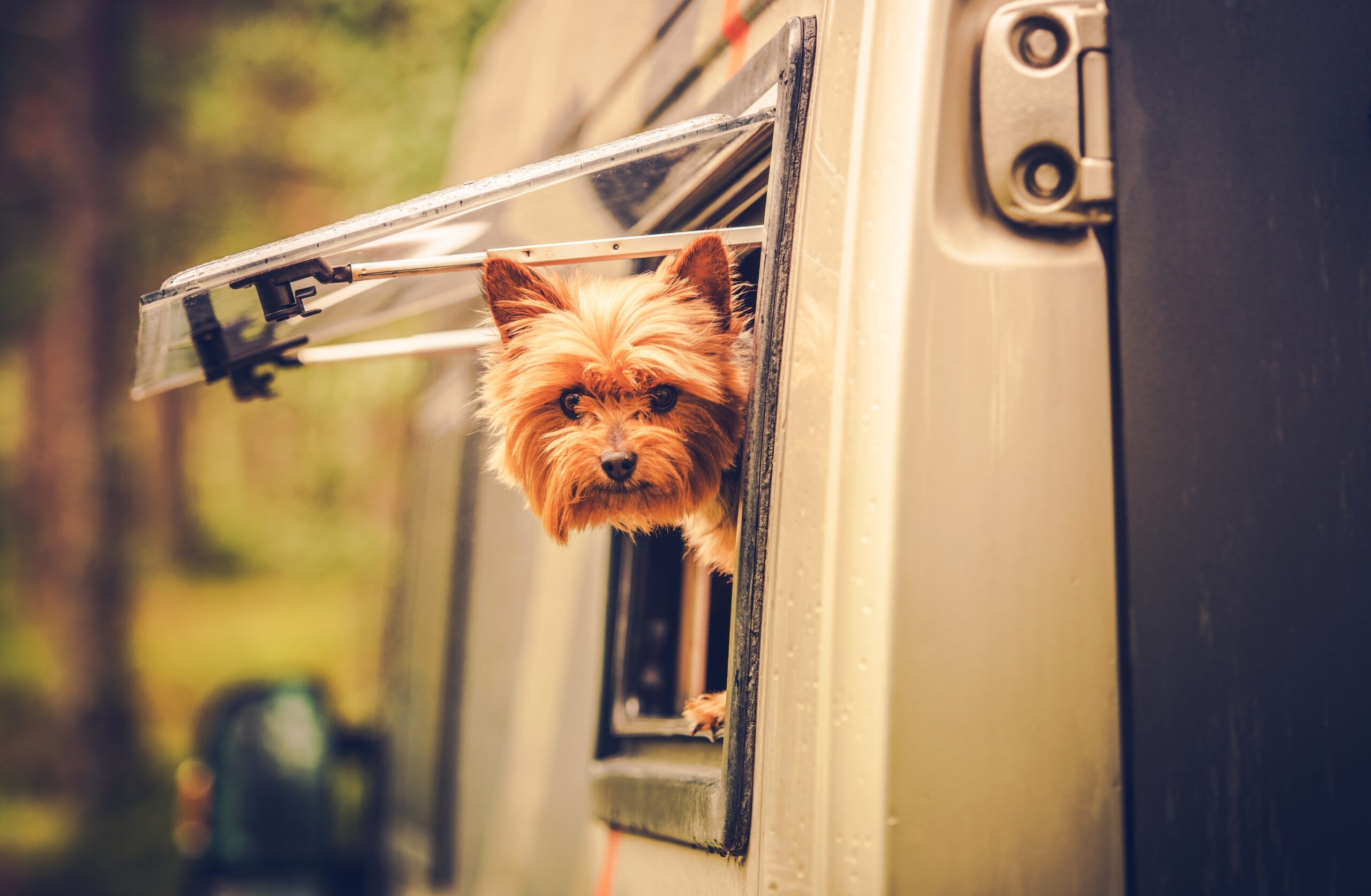 6 Tips For Traveling With Pets