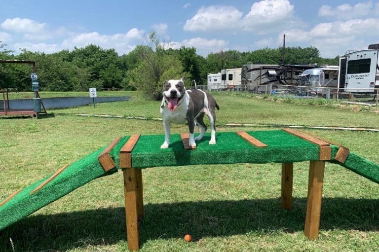 Image of dog on agility equipment at Waggin' Tail RV Resort