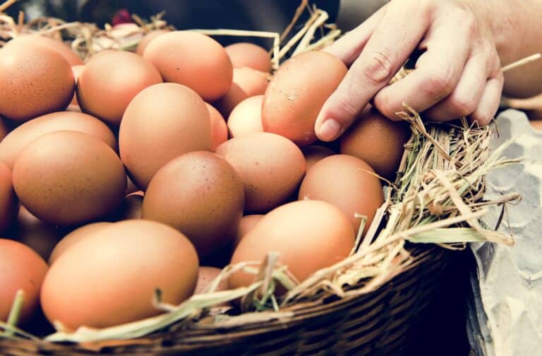 Image of farm fresh eggs at Waggin' Tail RV Resort