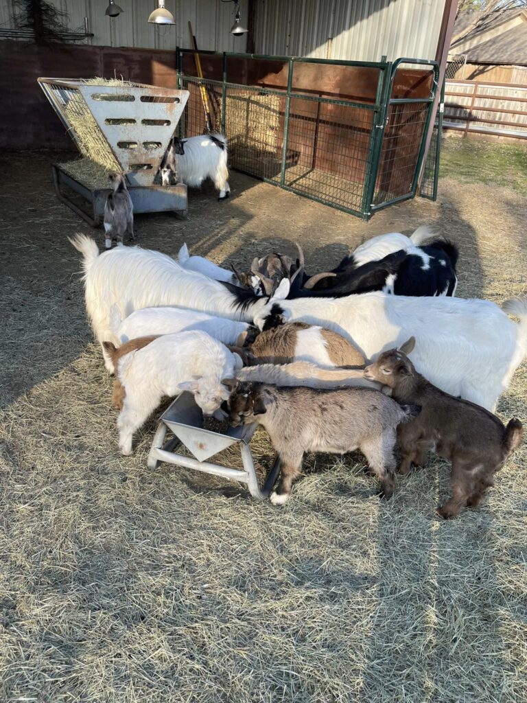 Image of goats feeding at Waggin' Tail RV Resort