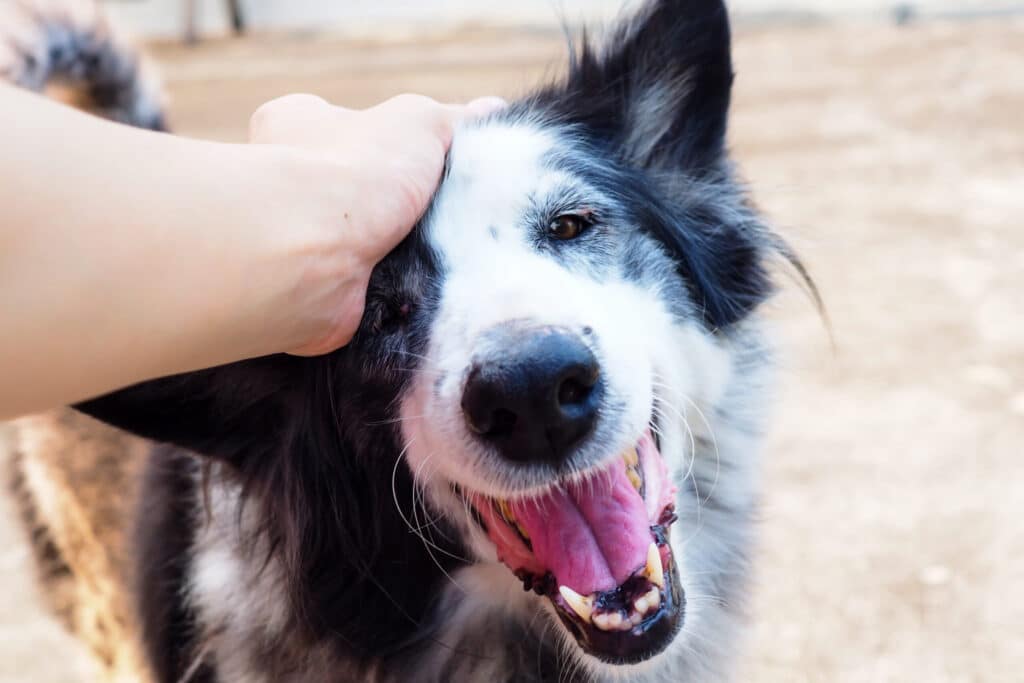 Image of a dog and its owner