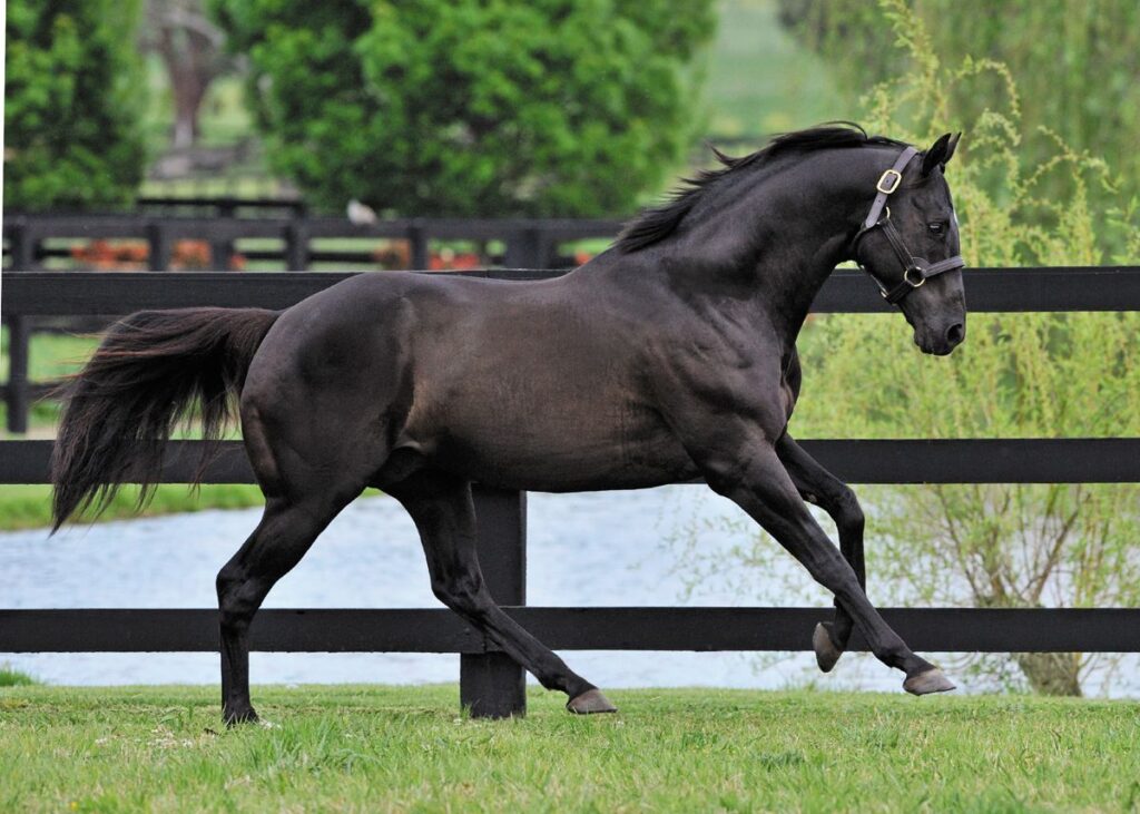 Horse Running Beside Pond