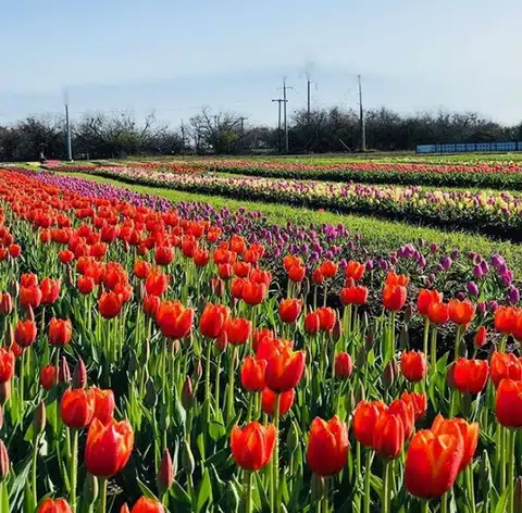 Texas Tulips