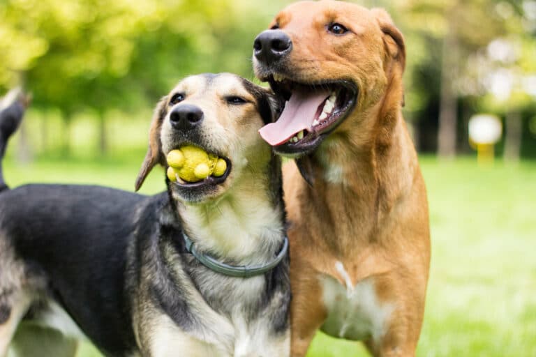 Image of Two Dogs Playing Together