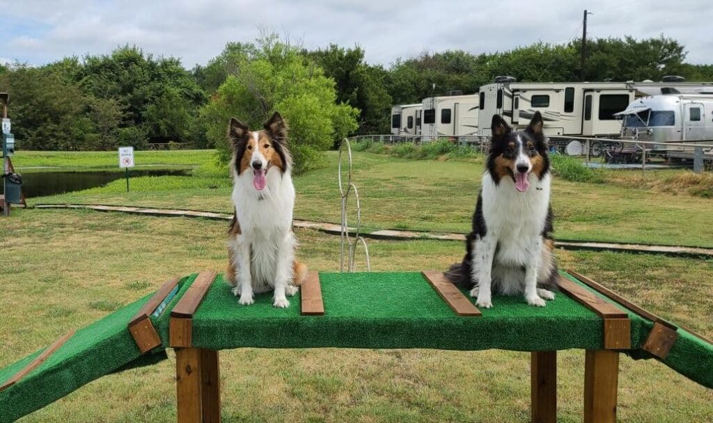 Image of two dogs on the agility course at Waggin' Tail RV Resort