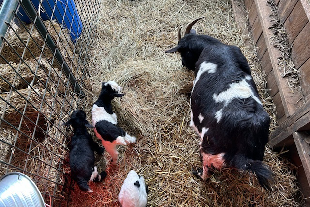Image of goats feeding at Waggin' Tail RV Resort
