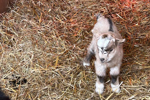 Image of goats feeding at Waggin' Tail RV Resort
