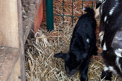 Image of goats feeding at Waggin' Tail RV Resort