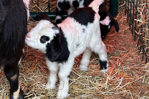 Image of goats feeding at Waggin' Tail RV Resort