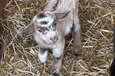 Image of goats feeding at Waggin' Tail RV Resort